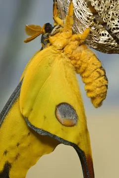 Comet or  moon moth, Argema mittrei, butterfly native to the forests of Madag Stock Photos