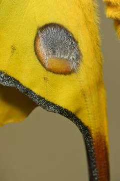 Comet or  moon moth, Argema mittrei, butterfly native to the forests of Madag Stock Photos
