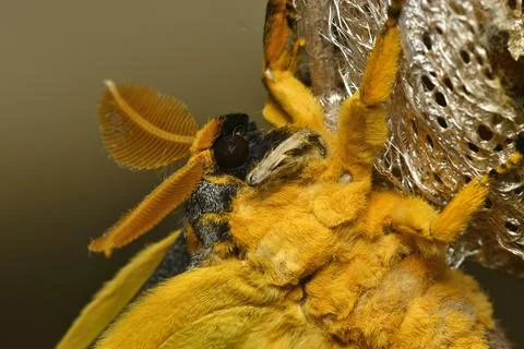 Comet or  moon moth, Argema mittrei, butterfly native to the forests of Madag Stock Photos