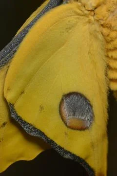 Comet or  moon moth, Argema mittrei, butterfly native to the forests of Madag Stock Photos
