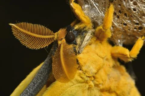 Comet or  moon moth, Argema mittrei, butterfly native to the forests of Madag Stock Photos