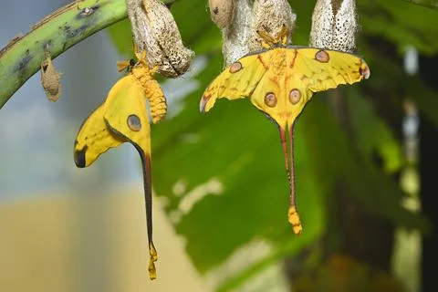 Comet or  moon moth, Argema mittrei, butterfly native to the forests of Madag Stock Photos