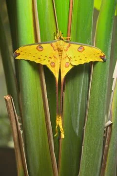 Comet or  moon moth, Argema mittrei, butterfly native to the forests of Madag Stock Photos