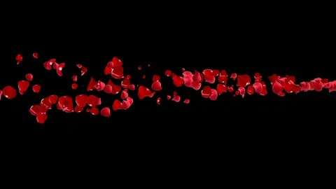 Comet of the red petals roses. Stock Footage 101139933