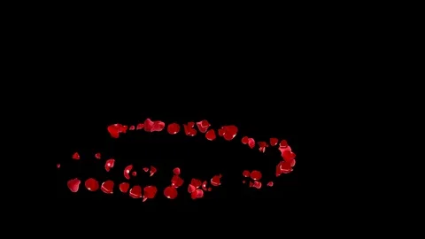 Comet of the red petals roses. Stock Footage 101139944