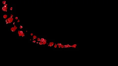 Comet of the red petals roses. Stock Footage 101139950