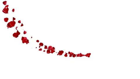 Comet rose petals. Stock Footage 101314693