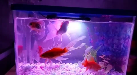 Comet slayer fish Stock Footage 221570330