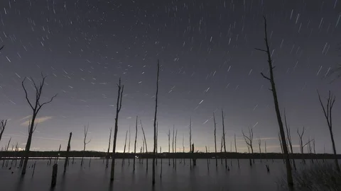 Comet star trail effect in a time lapse above a eerie lake with dead trees. Stockbeeldmateriaal 101312475