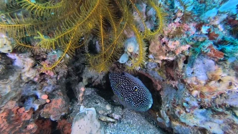 Cometfish feeding under coral ledge. 動画素材 107018584