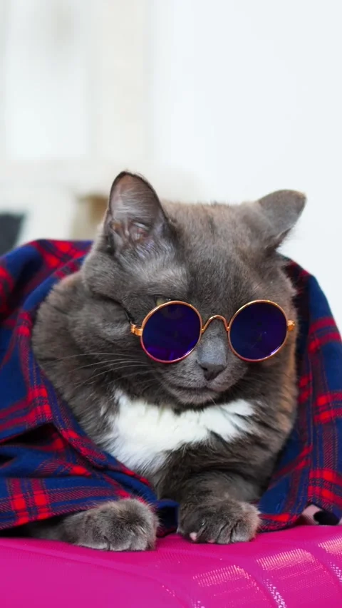 Comfortable cat with accessories. Calm cat dressed in vibrant textiles and Video stock 344720085