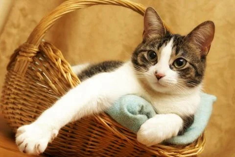 Comfortable Cat in a Basket Stock Photos