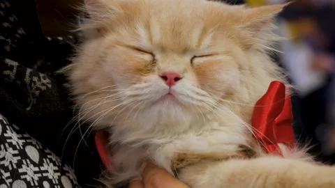 Comfortable Cat with Red Bow. A Fashionable Cat. Stock Footage 343817427