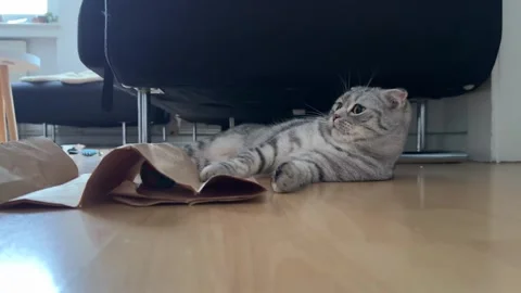 Comfortable gray cat at home Stock Footage 258570902