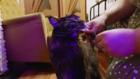Comfortable home setting with loving cat receiving gentle snack from owner Video stock 331977934