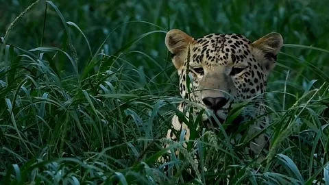 Comfortable Leopard sitting in green grass. Vidéo 169386225