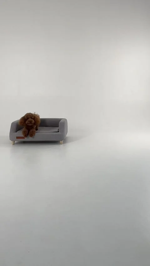 A Comfortable Pet Couch Nestled in a Modern Minimalist Setting Perfect for Your Vídeo Stock 305376521