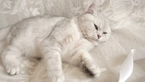 A comfortable Scottish cat relaxes on a couch. Stock Footage 172547953