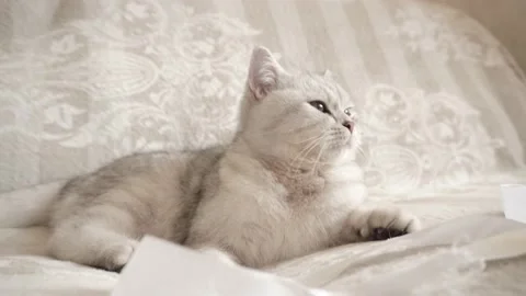 A comfortable Scottish cat relaxes on a couch. Vídeos de archivo 172547960