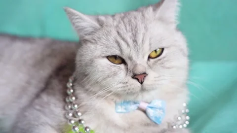 A comfortable Scottish cat relaxes on a couch. Stock Footage 172549779
