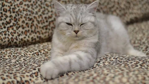 A comfortable Scottish cat relaxes on a couch Stock Footage 181546897
