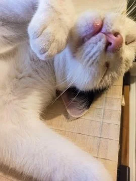 Comfortable sleeping cat Fotos de archivo