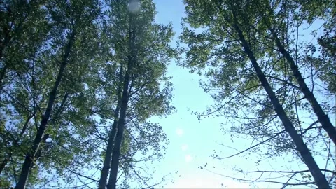 Comfortable summer breeze blows through the woods Stock Footage 261640472