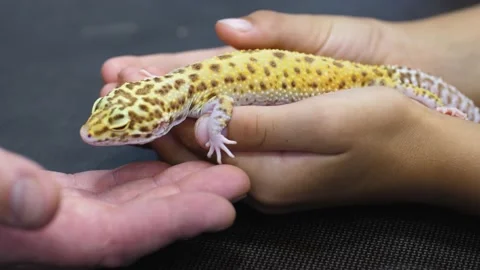 Comforting a meme pet gecko lizard from illness Stock Footage 202250706