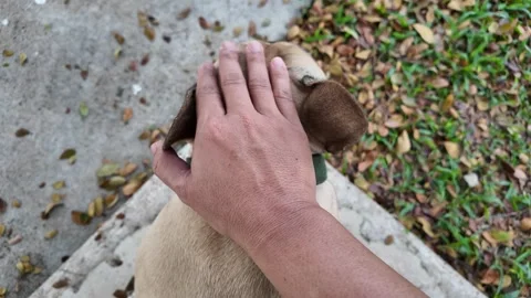 Comforting Touch Stock Footage 323584905