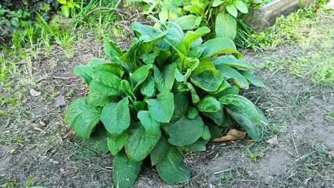 Comfrey 1 스톡 동영상 165853603