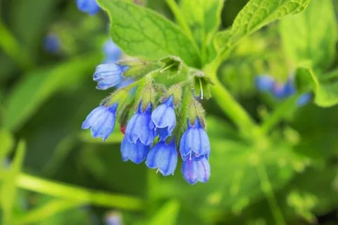 Comfrey Caucasian in June Stock Photos