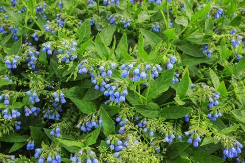 Comfrey Caucasian Stock Photos
