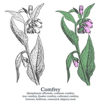Comfrey. Colorful vector hand drawn plant. Vintage medicinal sketch. Stock Illustration