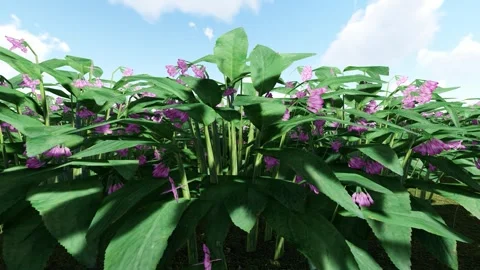 Comfrey Flower Stock-Footage 341594934