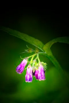 Comfrey flower Stock Photos