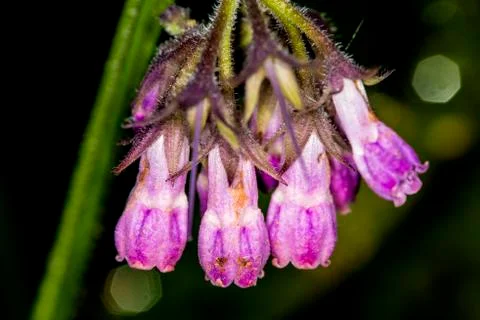 Comfrey, flower in spring in Germany Stock Photos