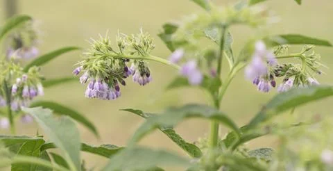 Comfrey flowers in panoramic view 스톡 사진
