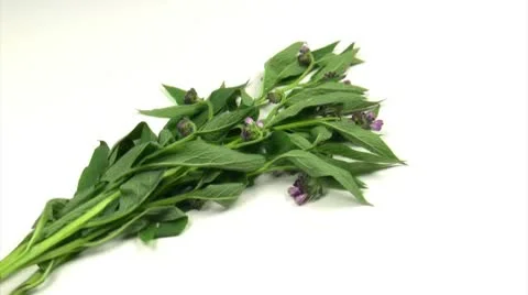 Comfrey Stock Footage 10539071