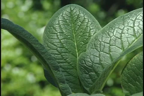 Comfrey 库存影片 11629435