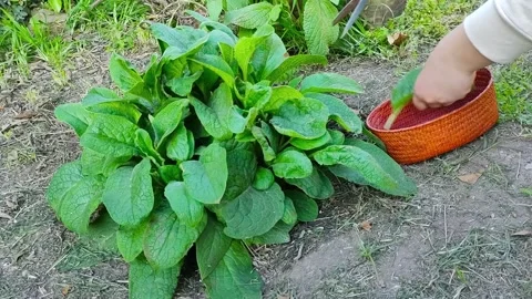 Comfrey 스톡 동영상 165312489