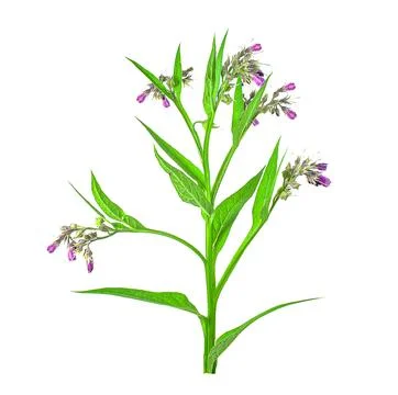 Comfrey herb Stock Photos