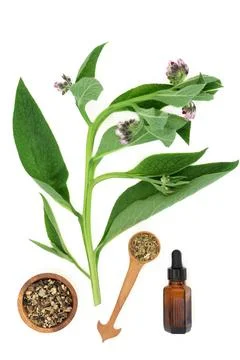 Comfrey Herb Plant and Root with Essential Oil Stock Photos