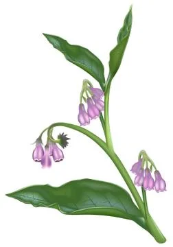 Comfrey Stock Illustration