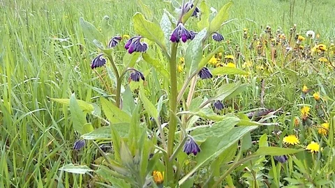 Comfrey, medicinal herb Stock Footage