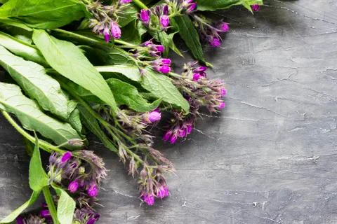 Comfrey  medicinal herb Stock Photos