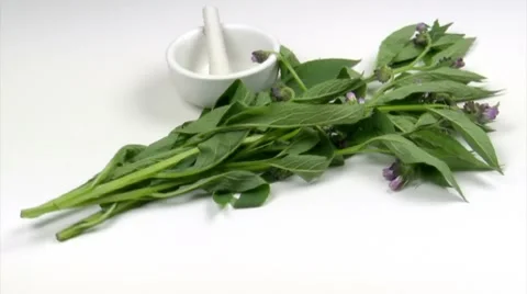 Comfrey with mortar Stock Footage 7750312