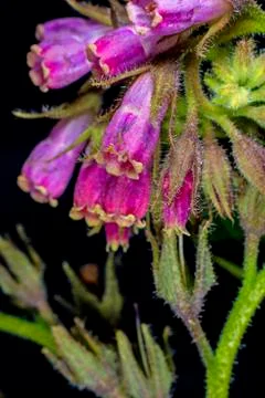 Comfrey Stock Photos