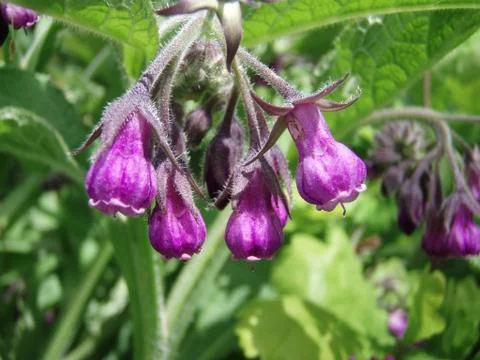Comfrey 스톡 사진