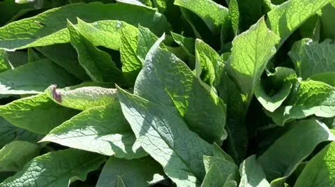 Comfrey plant Stock Footage 11142945