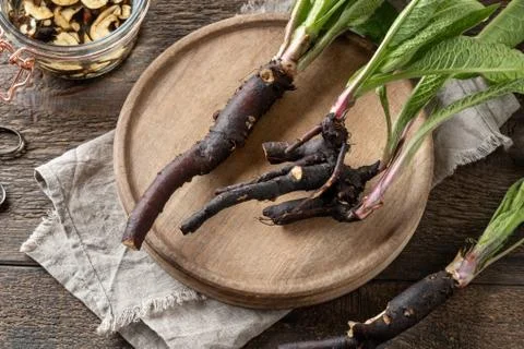 Comfrey root collected in spring Stock Photos